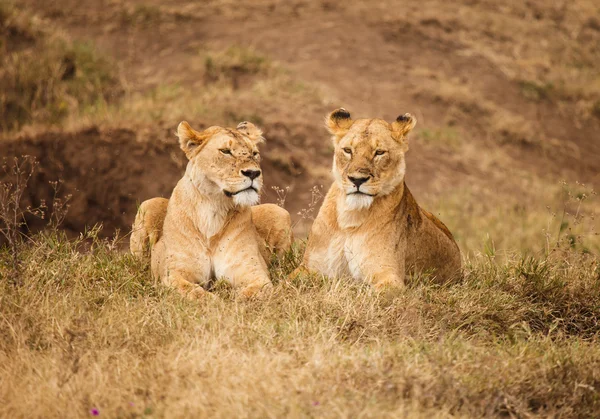 Lion in nature — Stock Photo, Image