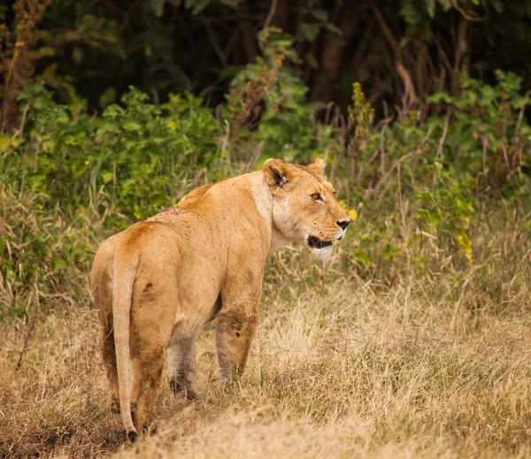 León en la naturaleza —  Fotos de Stock