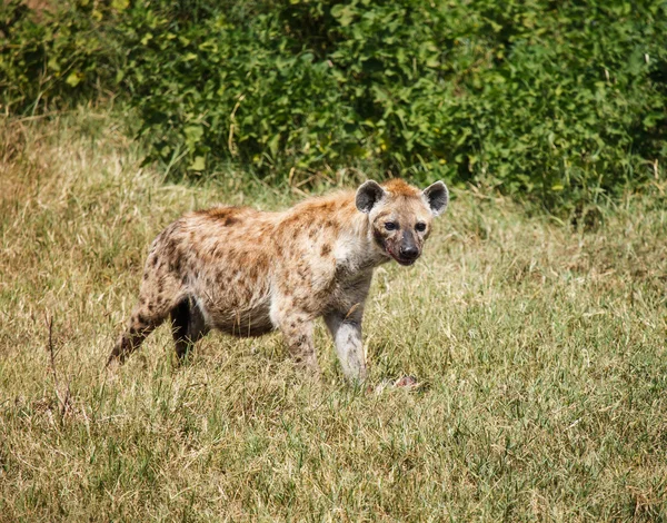 Gefleckte Hyäne in freier Natur lizenzfreie Stockfotos