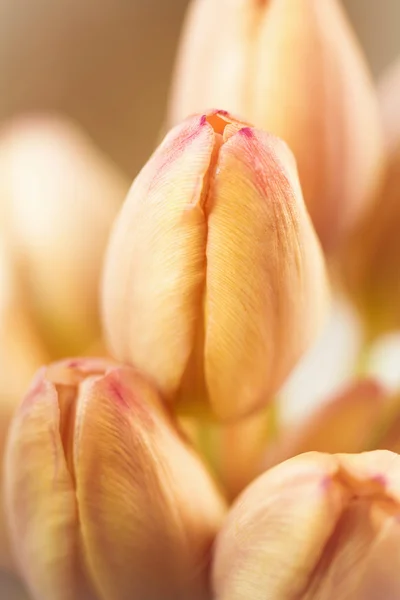 Ein Strauß Tulpen — Stockfoto