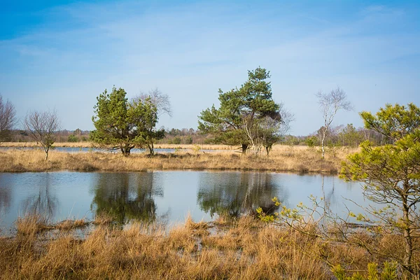 Våren i Gildehauser Venn, ett naturreservat. — Stockfoto