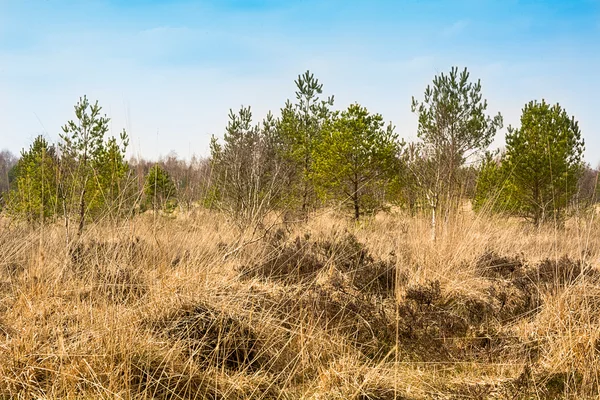 Primavera em Gildehauser Venn, uma reserva natural . — Fotografia de Stock