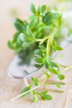 Bir bıçak üzerinde taze tere