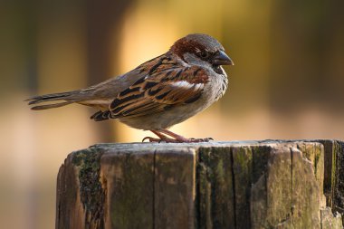 A sparrow sitting on a tree trunk clipart