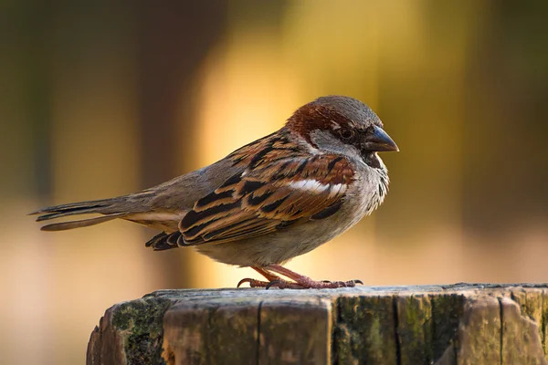 Ein Sperling sitzt auf einem Baumstamm — Stockfoto
