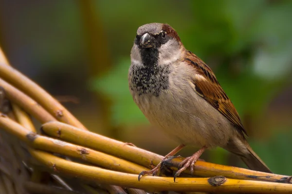 Ein Haussperling sitzt auf Korbflechter — Stockfoto