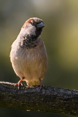 Bir dal üzerinde oturan bir ev serçe