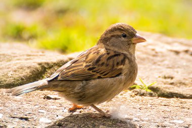 Bir ev serçe taşlar üzerinde çalışır