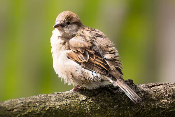 Ein Haussperling sitzt auf einem Ast — Stockfoto