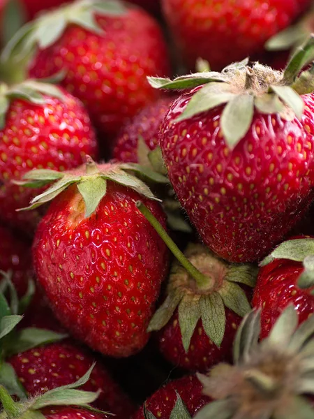 Fraises cueillies fraîchement dans un bol — Photo