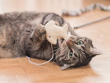 oynayan kedi