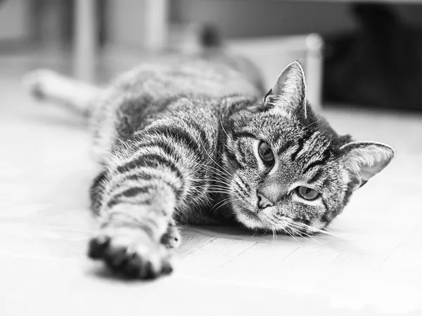 A cat lies on the ground — Stock Photo, Image