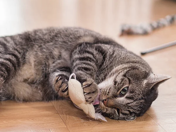 Playing cat — Stock Photo, Image