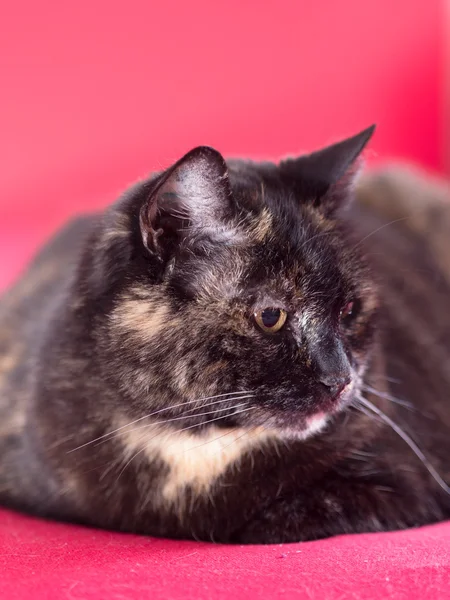Cat before red background — Stock Photo, Image