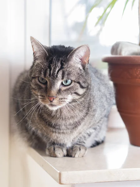 Kedi bir pencere kenarında oturur — Stok fotoğraf