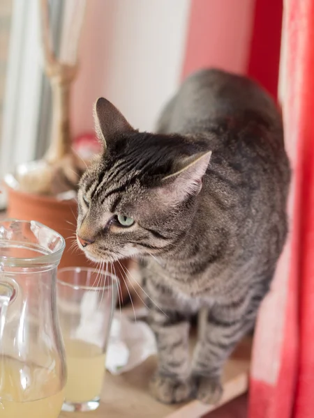 Nyfiken katt — Stockfoto