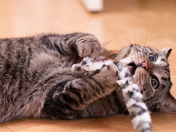 Çizgili erkek kedi — Stok fotoğraf