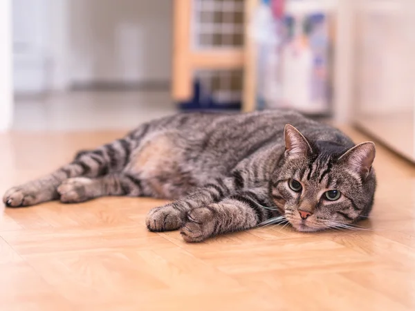 Striped Cat — Stock Photo, Image