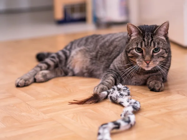 Striped Cat — Stock Photo, Image