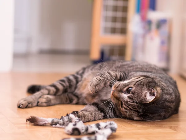 Striped Cat — Stock Photo, Image