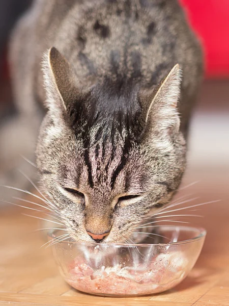 猫を食べる ストック写真
