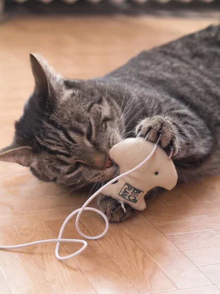 A grey striped cat plays with cat's toys — Stock Photo, Image