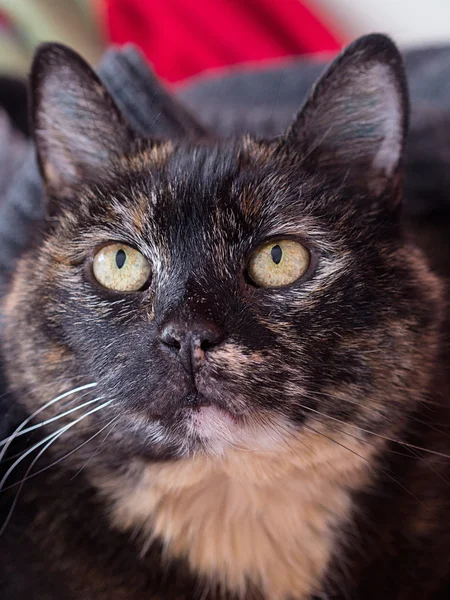 A tortoiseshell cat looks at the surroundings — Stock Photo, Image