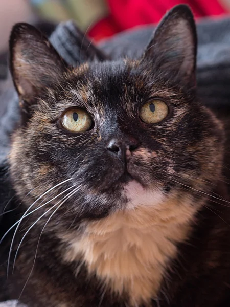 A tortoiseshell cat looks at the surroundings — Stock Photo, Image