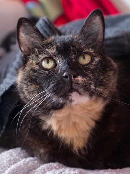 A tortoiseshell cat looks at the surroundings — Stock Photo, Image