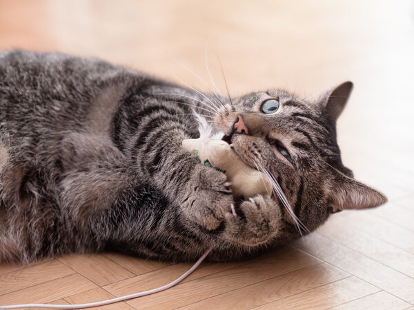 A grey striped cat plays with cat's toys