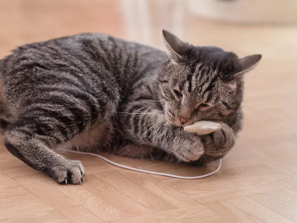 A grey striped cat plays with cat's toys — Stock Photo, Image