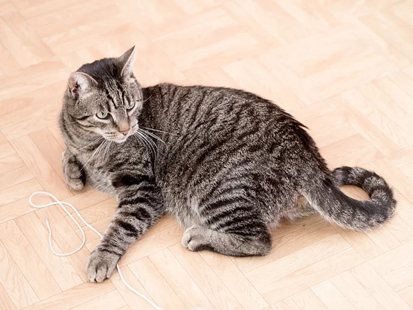 A grey striped cat plays in a flat — Stock Photo, Image