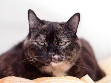 A tortoiseshell cat