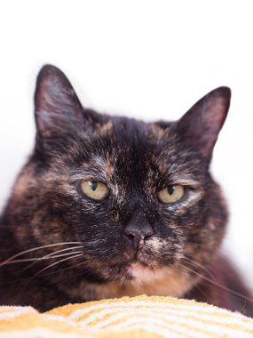 A tortoiseshell cat