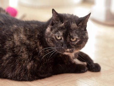 A tortoiseshell cat