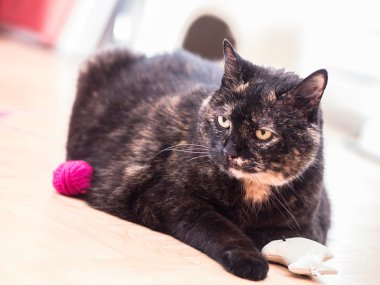 A tortoiseshell cat