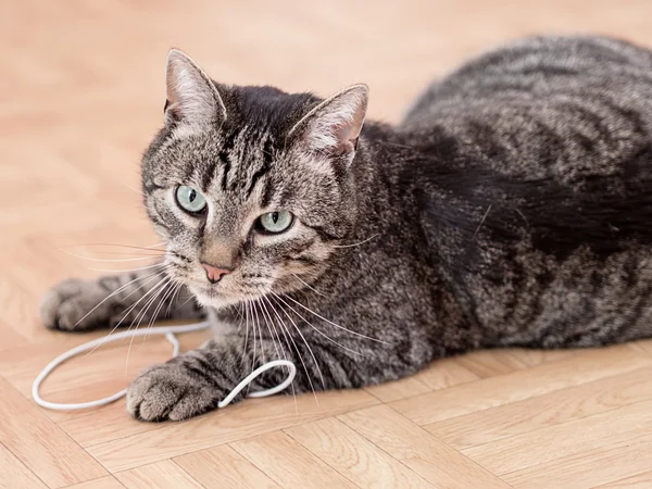 회색 줄무늬 고양이 평면에서 활약 — 스톡 사진