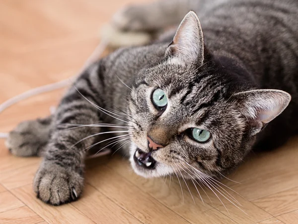 Um gato listrado cinza joga em um apartamento — Fotografia de Stock