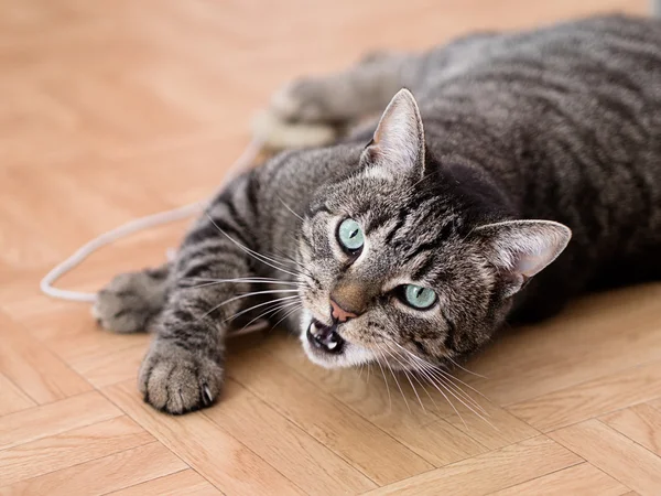 En grå randig katt spelar i en platt — Stockfoto