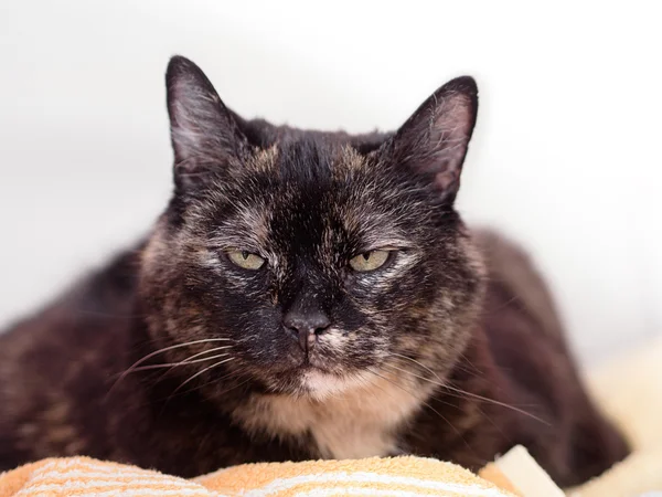 A tortoiseshell cat — Stok fotoğraf