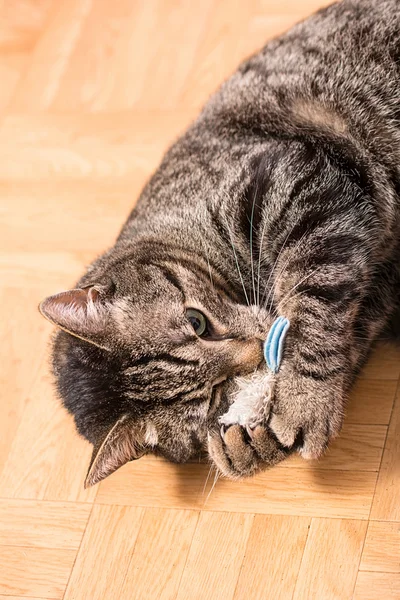 A cat plays with a fur mouse — Stock Photo, Image