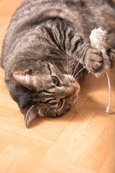 A cat plays with a fur mouse — Stock Photo, Image