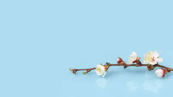 Jaro Nebo Léto Kvete Bílými Květy Ovocných Stromů Větev Proti — Stock fotografie