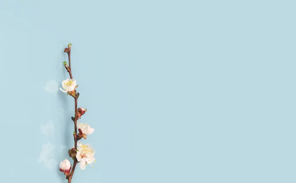 Jaro Nebo Léto Kvete Bílými Květy Ovocných Stromů Větev Proti — Stock fotografie