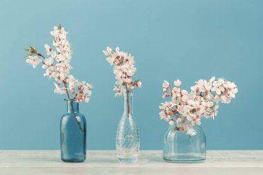 Bahar ya da yaz şenliği, beyaz çiçeklerle çiçek açan meyve ağacı dalları, şeffaf mavi arka planda üç küçük cam vazoda. Fotokopi alanına sahip taze çiçek arkaplan afişi