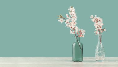 Bahar ya da yaz şenliği çiçek açan beyaz çiçekli meyve ağacı dalları iki küçük cam vazoda narin yeşil arka planda. Fotokopi alanına sahip taze çiçek arkaplan afişi