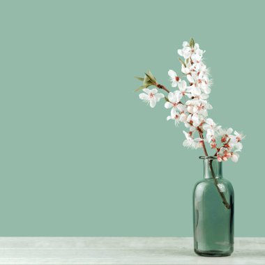 Bahar ya da yaz şenliği çiçek açan beyaz çiçeklerle dolu küçük cam bir vazoda meyve ağacı dalları yumuşak pastel yeşil arka planda. Fotokopi alanına sahip taze çiçek arkaplan afişi