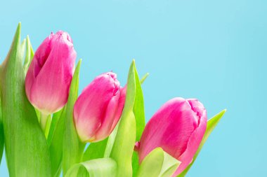 Üç tane pembe lale maviye yakın. Kopya alanı, doğum günü hediyesi. Sevgililer Günü 8 Mart Kadınlar ya da Anneler Günü tebrik kartı ya da internet afişi. Bahar