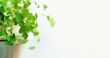 Mikro yeşiller süper yiyecekler. Turp filizleri bir kaseye sığar. Yetiştirme, sağlıklı beslenme ve yaşam. Ev konseptinde bahçıvanlık. Mikroçim yiyecekler. Boşluk afişini kopyala