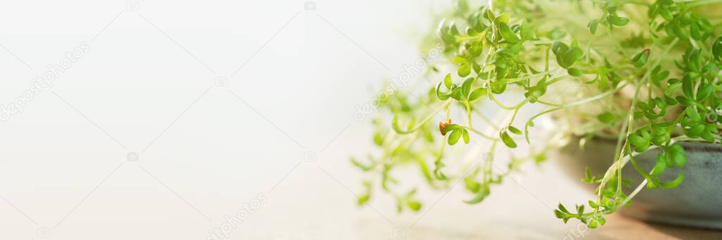 Micro greens superfood. Watercress sprouts close up in a bowl. Germination and healthy eating and living. Gardening at home concept. Microgreens food. Copy space banner